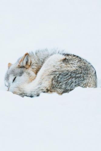 tumblr_ac4be54e5c84c94251e54703fb8e8ed0_3bddd55d_540