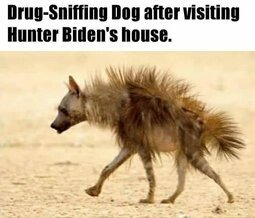 drug sniffing dog
