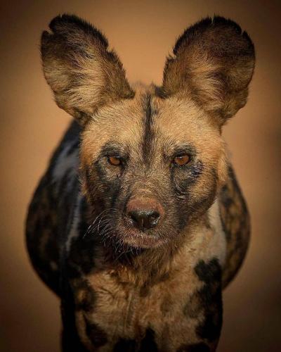 156260800_1811995855633285_7295549750124033997_o