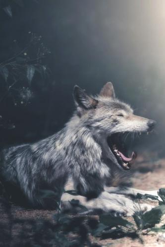 tumblr_6fafa5b6acaf9982726d1db81094041d_7143050a_540