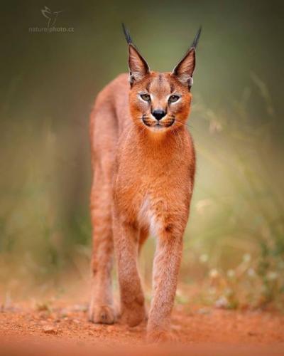 tumblr_b36473af1343fbb29c9cfd0978edf804_3a9e0c1b_540