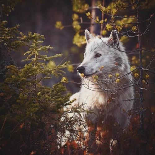 tumblr_p96raujRAi1tjanhao1_540