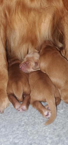 12:56:21 GMT-0400 (EDT)