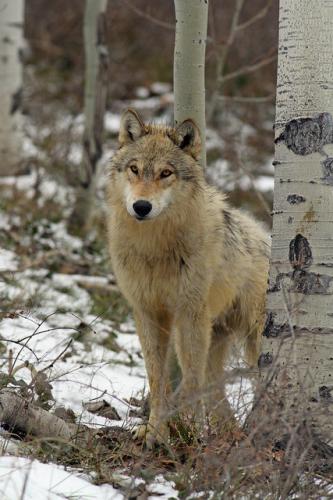 tumblr_niceeq5OMf1s7i1rro1_500