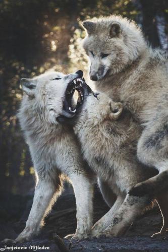 13590466_10204918463681523_2136535665634962827_n