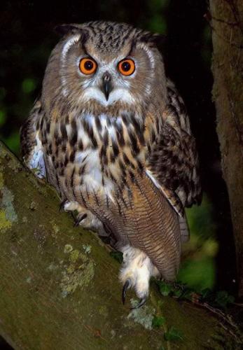 tumblr_6076be6d8bd0e12733d90c4abd7770f4_134d06ed_540