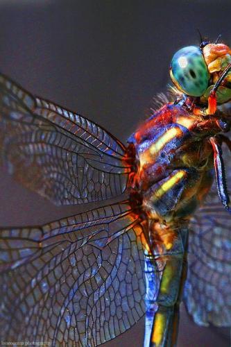 13177922_10204629433735955_7515198187003262246_n