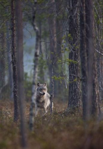 12:50:17 GMT-0500 (CDT)