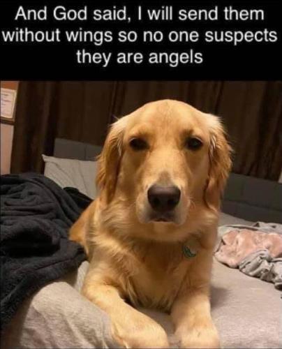 ANGELS