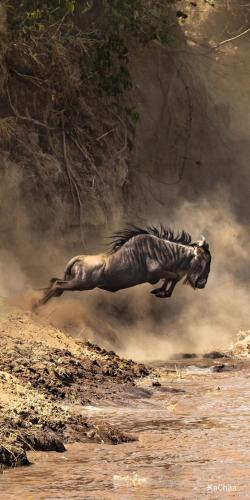 41a086718077a215b057125c1071632b