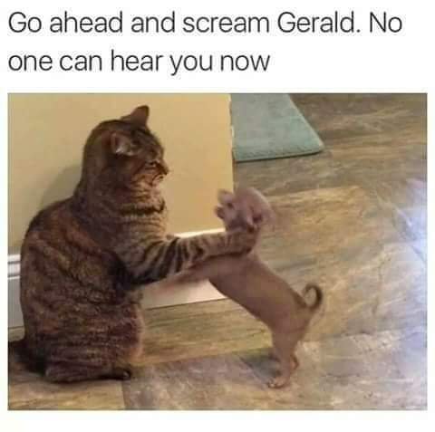 63407156_2379642688766511_8115499714071232512_n