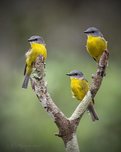 172299184_1551798631686148_556202529135178674_n