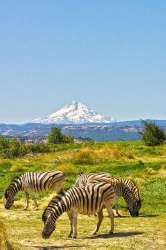 176729220_1559935124205832_9186131521827635785_n