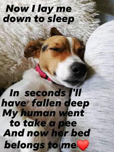 68410518_750017022101487_3758808244764540928_n