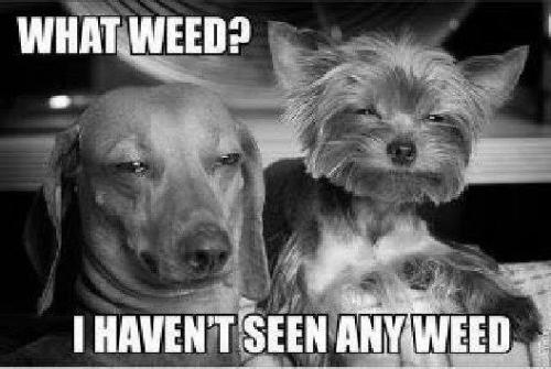 WHAT WEED