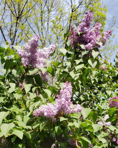 13:15:18 GMT-0700 (PDT)