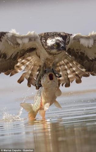 An Osprey