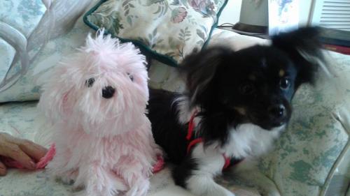 13087558_1177760382234176_1936489522828034242_n