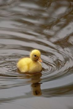 57048999_10156569494682875_1116913821647110144_n