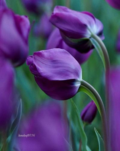 12:50:50 GMT-0500 (CDT)