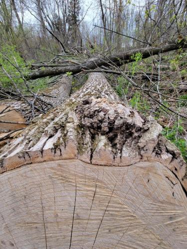 14:31:18 GMT-0500 (CDT)