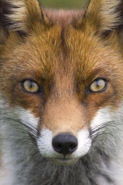 83193671_1511857638988377_678520690063704064_n