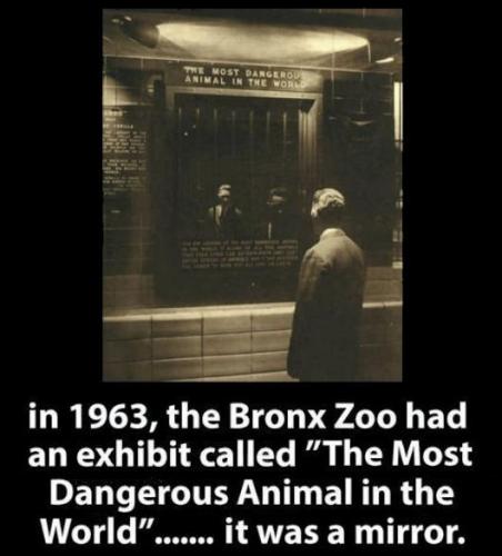 the most dangerous animal in the world