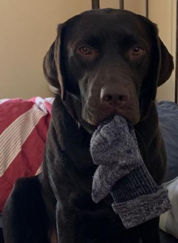 hazel-sock