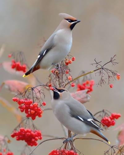 170732827_1841307119368825_2618155952657498748_n