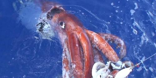 Giant_Squid_Kraken_ba11083c1898