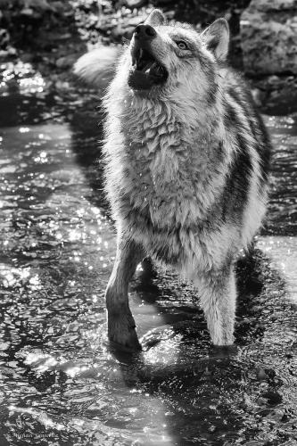 e73b8627f4ee0f0ce1b03dc2e3e0d3ad