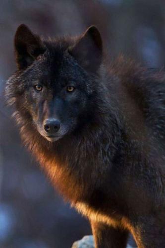 871a6a8437afe7cd2afd3353b930bf14