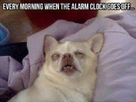 every morning when the alarm goes off