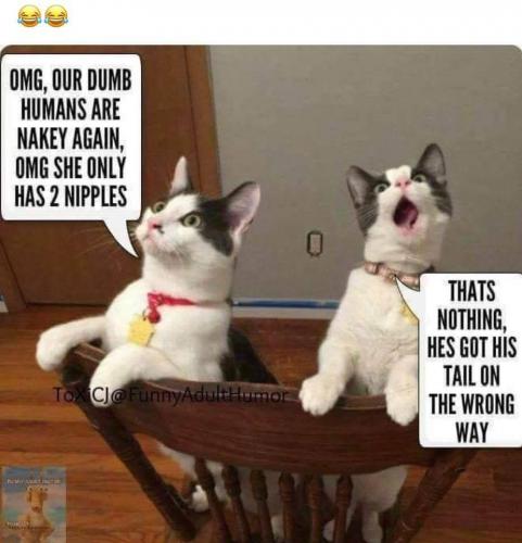 68751576_1570918719699750_1749738202870054912_n