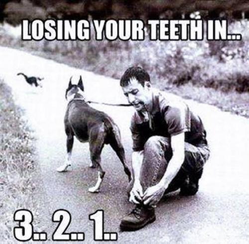 12003406_850225545061850_8904759229819876789_n