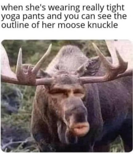 moose camel thingy