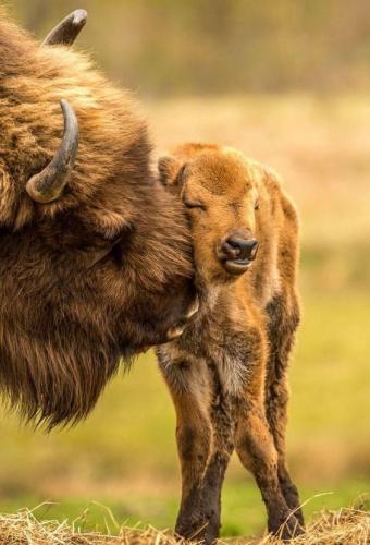 9a018cded5ed4fbe93daf66e9bc14fd3