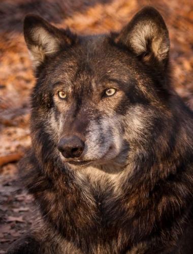 b70b769f61ddc37e34c1d367ba6ba0bb