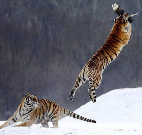 80327168_1184235855116507_8963659139741908992_n