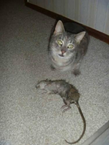 67381415_1333507973463397_3304834758537641984_n