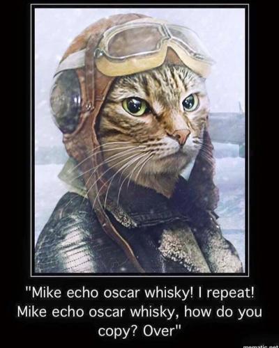 meow pilot
