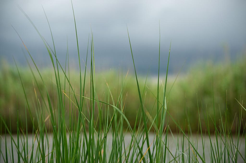 Bailey's grass, water, sky