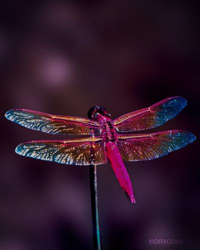 tumblr_1f776e37def03a2a97acf7a803450847_4b6b2837_540