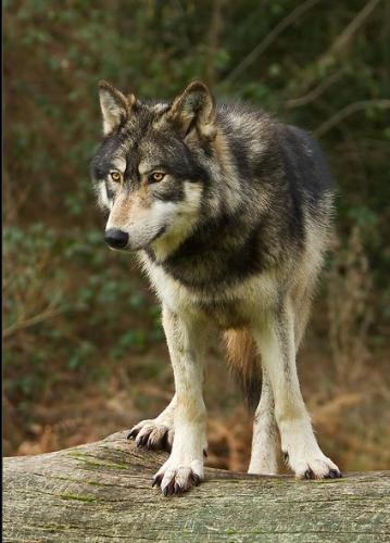 2379767d26b215fd11e6d18561f4d6db