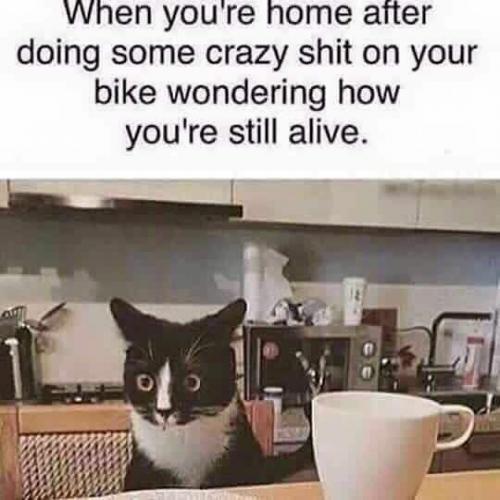 cat bike