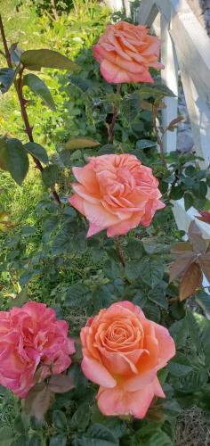 17:54:52 GMT-0700 (PDT)