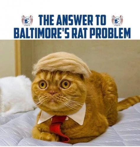 68988320_155651562290762_8889189736883683328_n