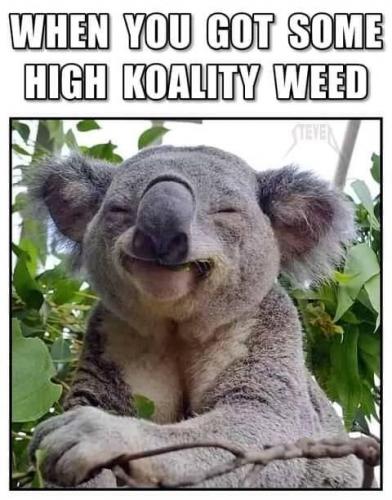 my bud Koala