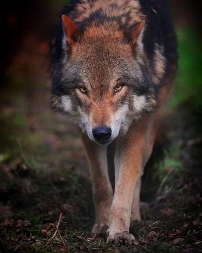 c00632bd03add95c929fa630a6d235e0