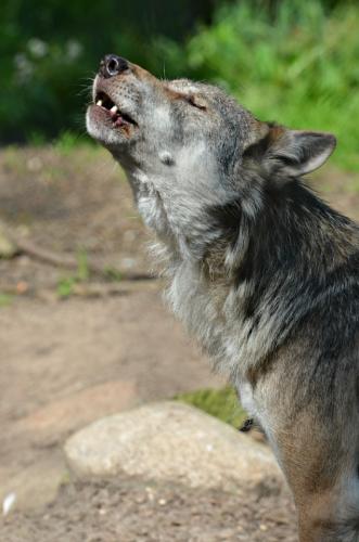 tumblr_notyiz4gSl1s7i1rro1_640